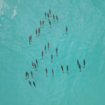 Dolphin watching - Fiyavalhu Resort Maldives